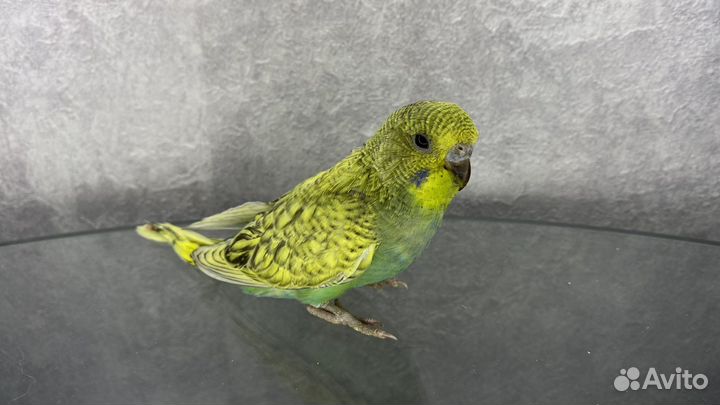 Птенцы волнистых погугаев