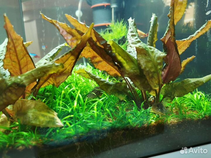 Аквариум с рыбками бу