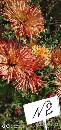 Садовые растения