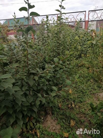 Растения саженцы