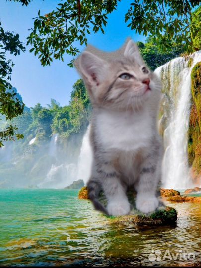 Британский кошки