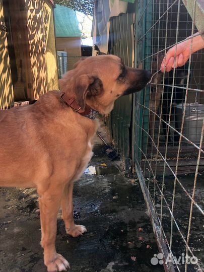 Знакомьтесь:Бася из приюта Некрасовка.Собака в дар