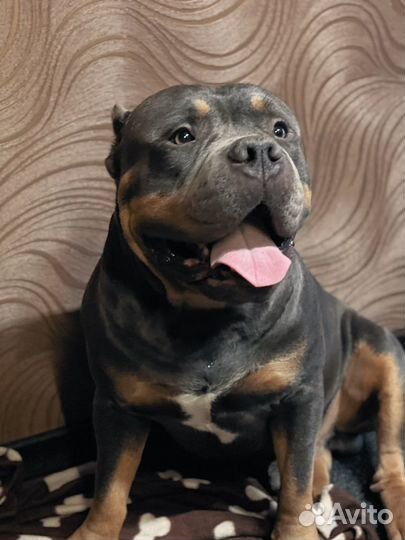 Американский булли вязка