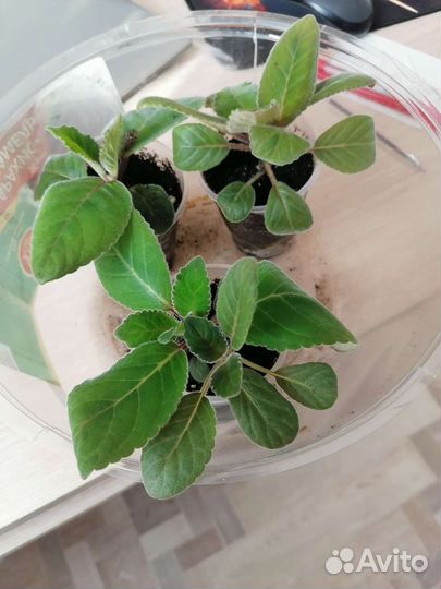 Глоксиния тидея