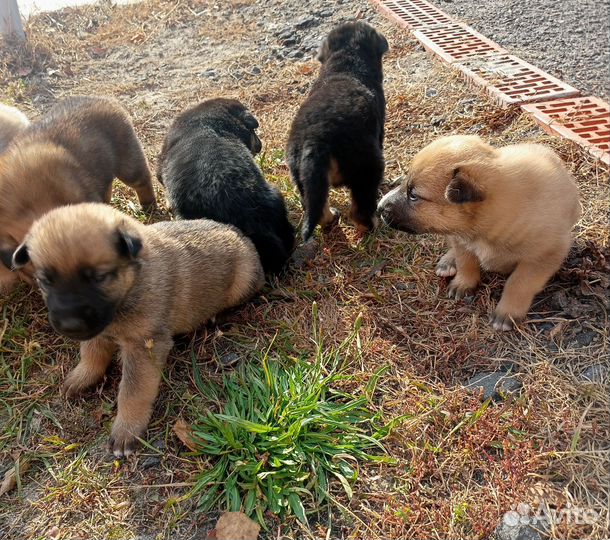 Щенки метисы в добрые руки, рождённые 8.09.23