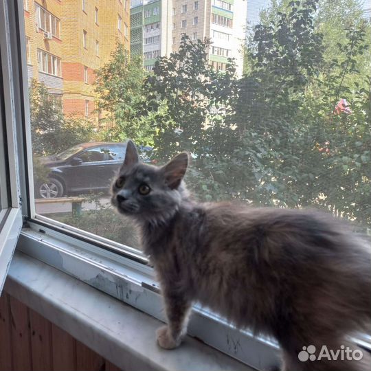 Кошка в дар