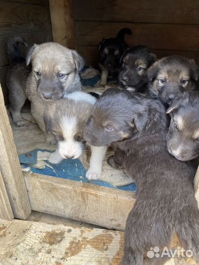 Щенки