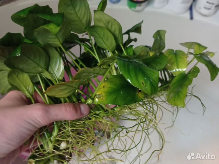 Аквариумное растение