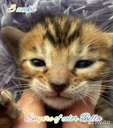 Бенгальская кошка в хорошую семью