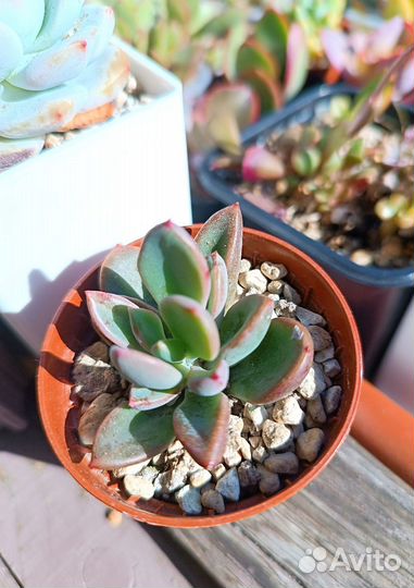 Суккуленты 2