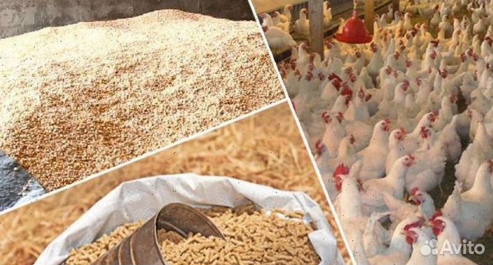 Пшеница, овес, ячмень