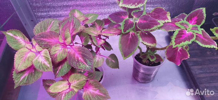 Колеус вегетативный