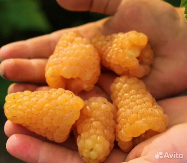 Саженцы малины