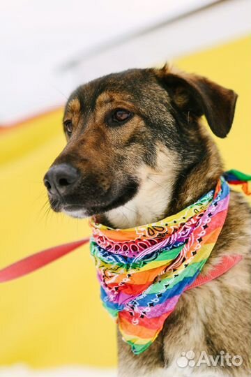 Собака Люк из приюта Некрасовка