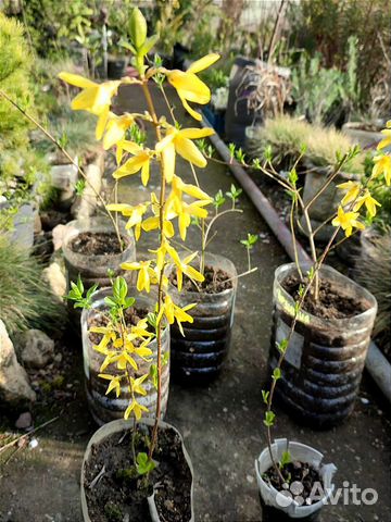 Декоративные кустарники