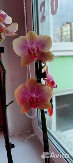 Фаленопсис Сара Бланш