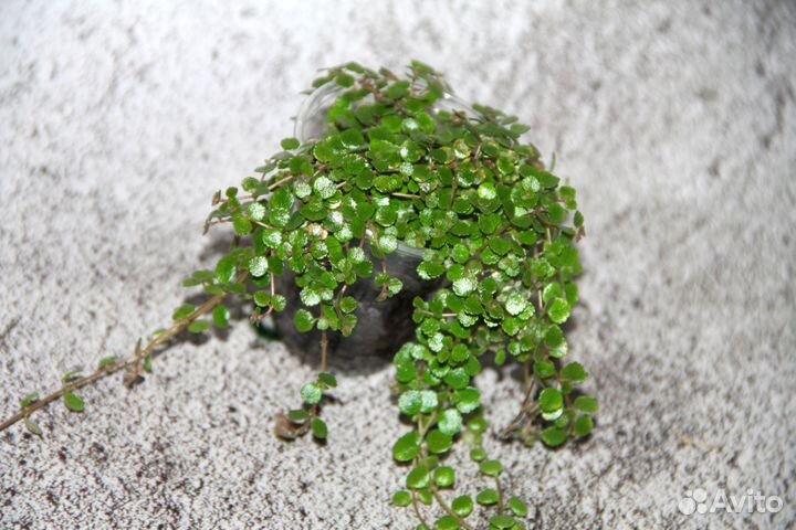 Комнатные растения, подходят так же для флорариума