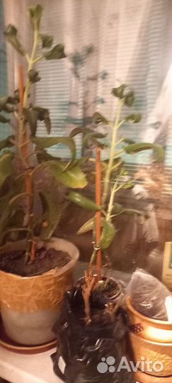 Каланхоэ лечеб ное