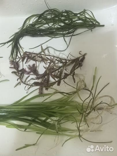 Аквариумные растения