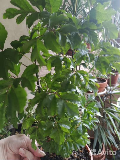 Домашние растения