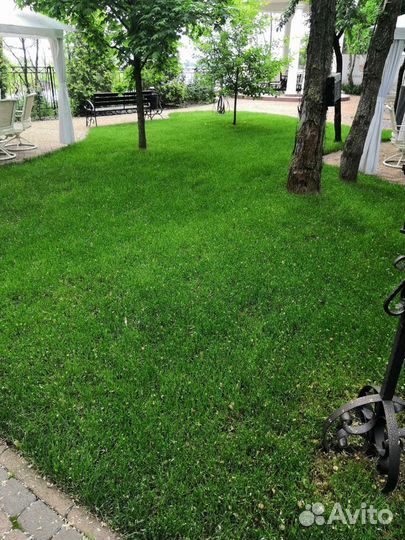 Газон рулонный