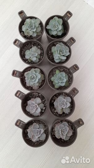 Суккуленты