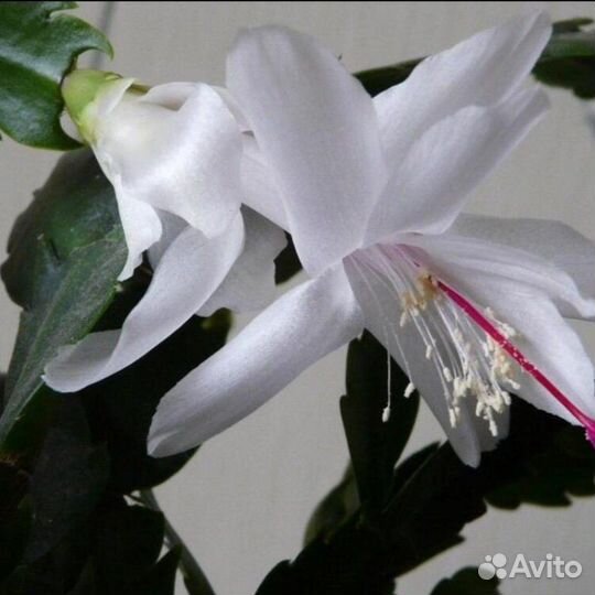 Цветок Декабрист