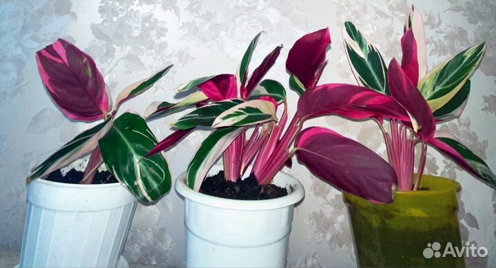 Строманта (Триколор, Триостар)