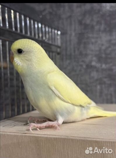 Птенцы волнистый попугай