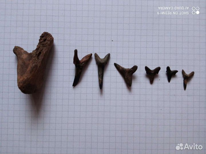 Зубы акулы древней,окаменелые(амулеты)