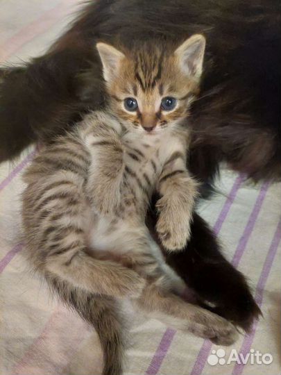 Кот