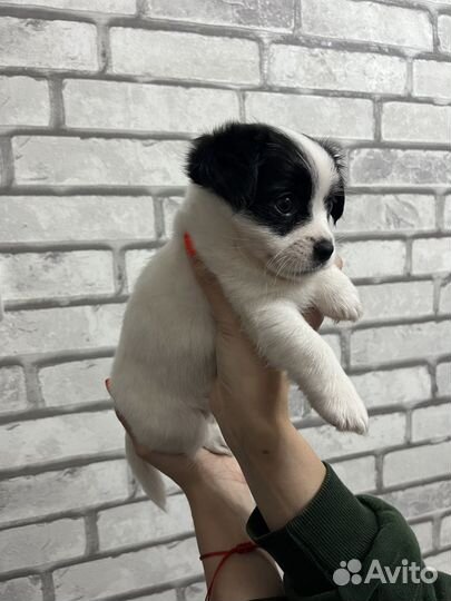 Щенок джек рассел терьер