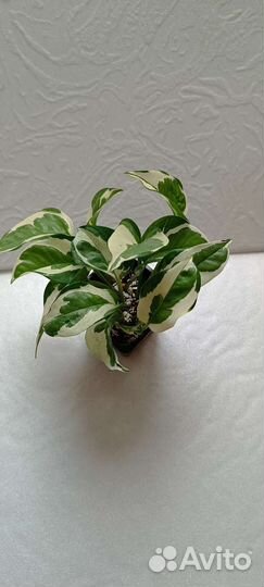 Эпипремнум, филодендрон