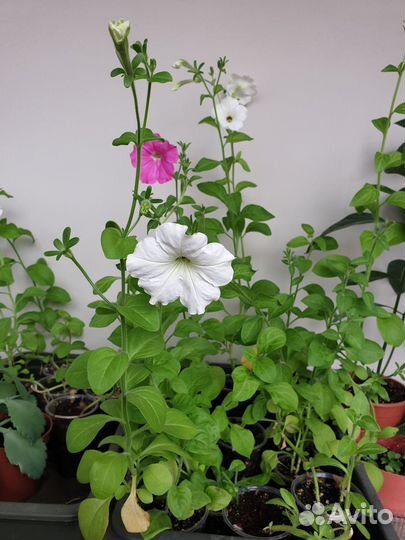 Рассада перцев, томатов, петунии