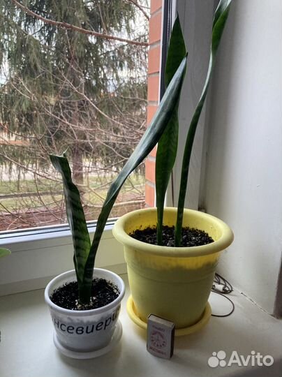 Комнатные цветы