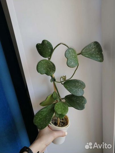 Хойи вар,загорающие и др