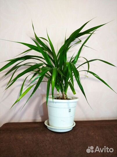 Цветы для дома и офиса