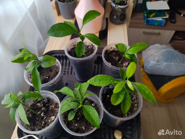 Саженцы мандарина