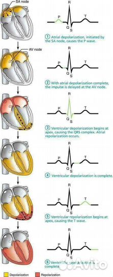 Репетитор по медицинским предметам