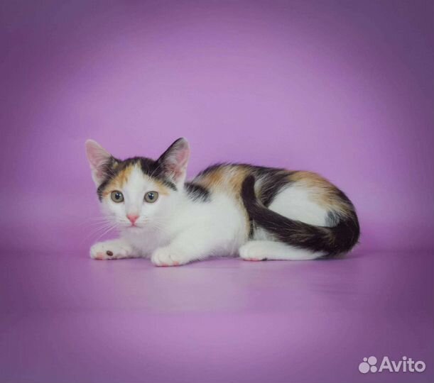 Трёхцветная Малышка 2 месяца в дар