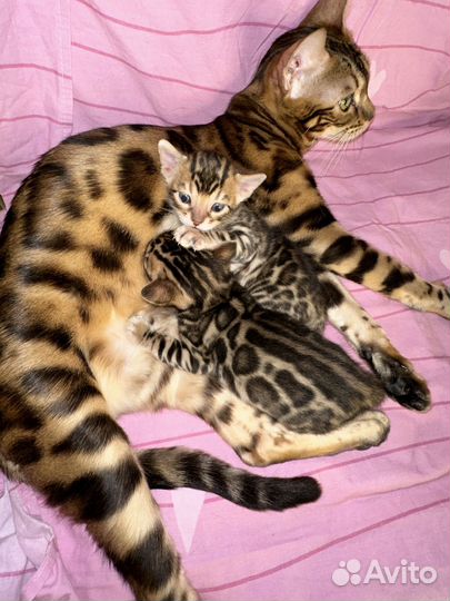 Бенгальские котята