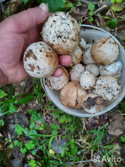 Гриб веселка