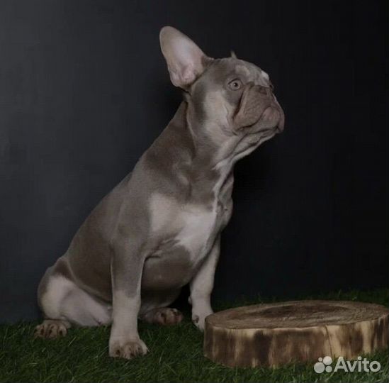 Французский бульдог Изабелла нью шейд