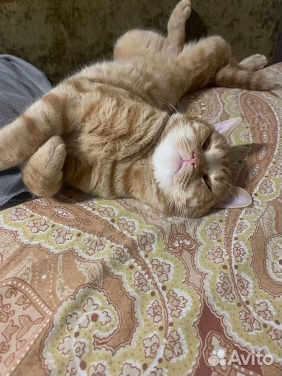 Коты бесплатно