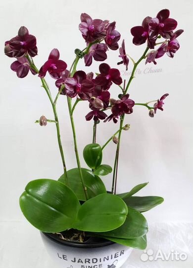 Орхидея фаленопсис Азия подростки нецветущие