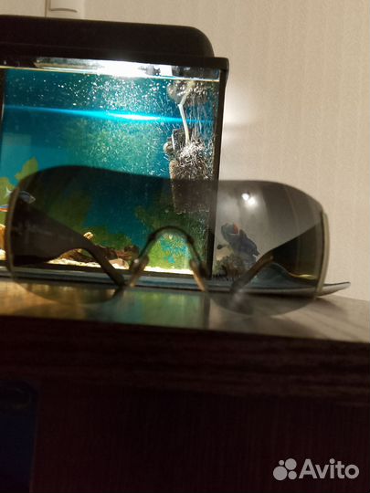 Солнечные очки женские dolce gabbana