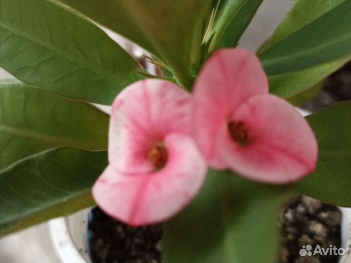 Эуфорбия миля