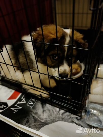 Пушистый щенок