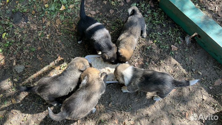 Щенки бесплатно