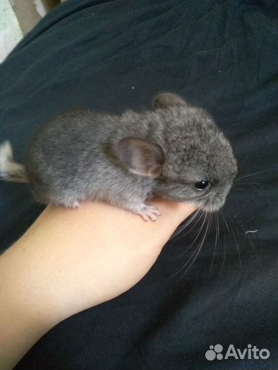 Шиншиллы Бархатная пастель